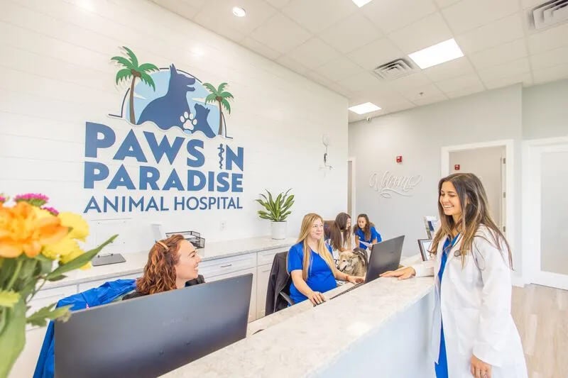 pet tooth extractions